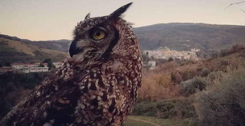 Immersione nel mondo della falconeria a Manoppello, Abruzzo