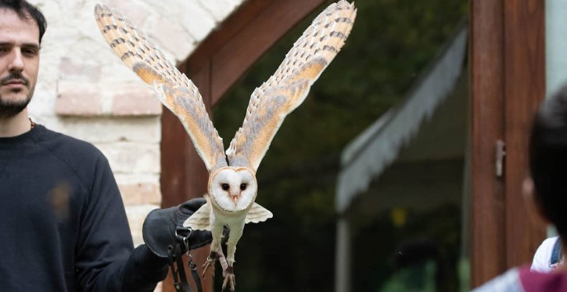 Falconiere che spiega il comportamento dei rapaci