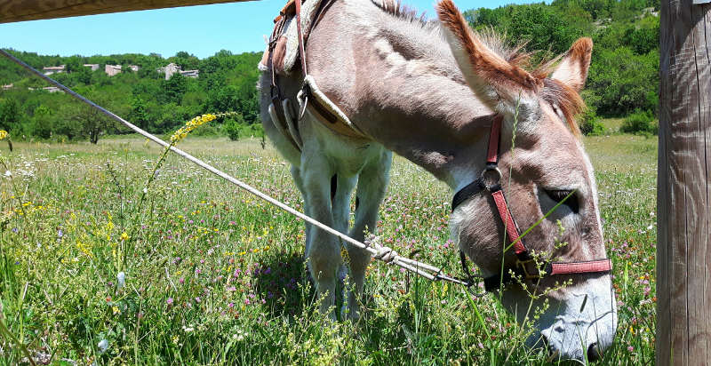 Asinello al pascolo in un prato verde durante il trekking in Abruzzo