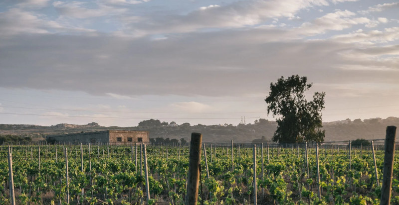 Degustazione vini in un'antica tenuta a Siracusa
