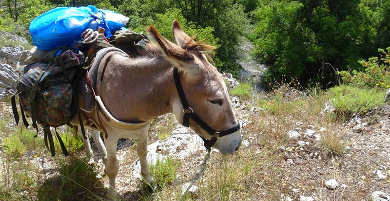 Asinello al passo su sentiero montano in Abruzzo