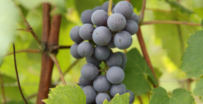 Grappolo d'uva Vespolina matura pronta per vendemmia in vigna piemontese DOC