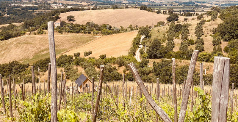 Strada sterrata tra i vigneti in un paesaggio collinare verde e rigoglioso