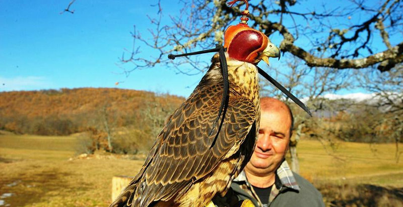 Esperienza educativa di falconeria per ragazzi