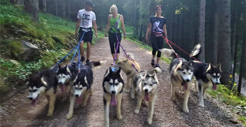 Escursione con Husky in Val Martello – Camminare immersi nella natura