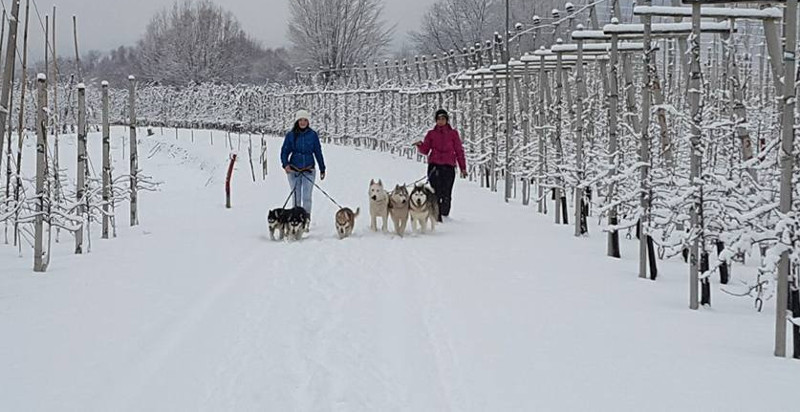 Avventura di trekking con Husky in Alto Adige in estate e in inverno