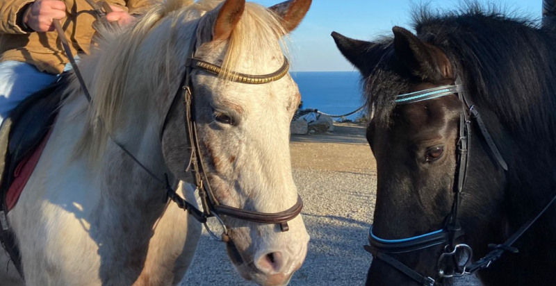 cavalli nel parco Asinolla a Pietra Ligure nelle ulive
