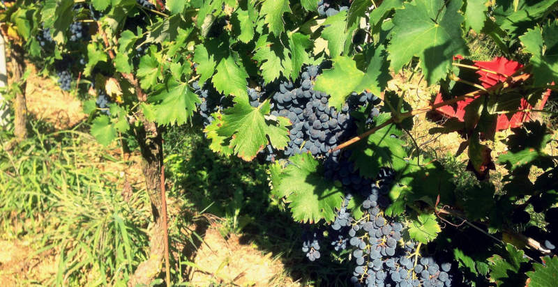 Vigneti piemontesi con uve Nebbiolo per produzione vini DOC