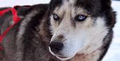 Escursione Sleddog con Alaskan Husky in Trentino