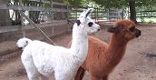 Incontro ravvicinato con lama e alpaca durante un’escursione in Valchiusella