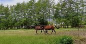 Azienda agricola a Montignoso con boschetto e cavalli per passeggiate sicure