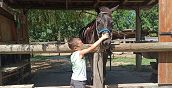 Bambini che imparano a spazzolare e prendersi cura del cavallo