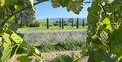 Vista degli esterni della Fattoria Agata immersa nella natura
