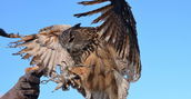 Esperienza di falconeria a Civita nel Parco Nazionale del Pollino