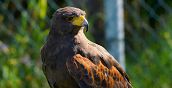 Falconeria a Malcesine sul Lago di Garda con rapaci in volo