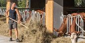 Fieno dato alle mucche nella fattoria didattica di Arco
