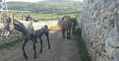 Fattoria didattica nel parco del Gargano in Puglia