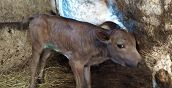 Bambini a contatto con gli animali in fattoria didattica in Piemonte