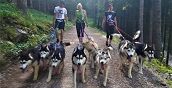 Escursione con Husky in Val Martello – Camminare immersi nella natura