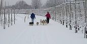 Avventura di trekking con Husky in Alto Adige in estate e in inverno
