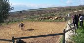 Cavaliere che cavalca un cavallo in un maneggio a Enna