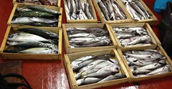 Pesca fresca a bordo Imperia