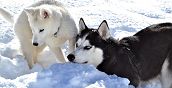Siberian Husky a Santo Stefano di Cadore per l'esperienza di sleddog