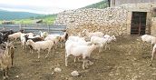 Animali in fattoria nel parco del Gargano