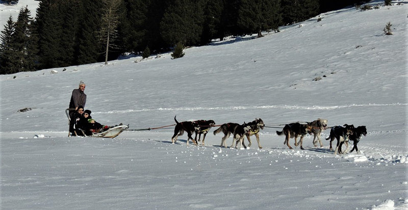 Corsa con i cani da slitta nelle Dolomiti a Madonna di Campiglio