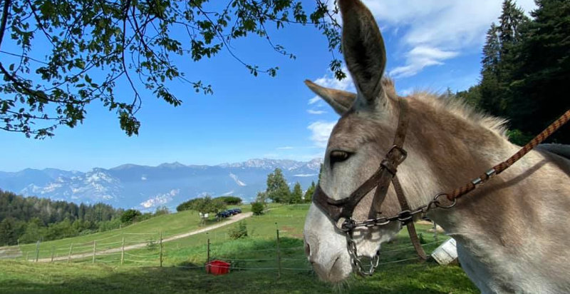 Vista panoramica dal Monte Creino durante l'escursione con gli asini