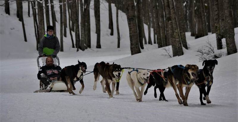 Condurre una slitta con Alaskan Husky nella Piana di Nambino