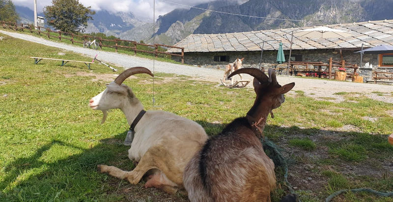 Capre che si riposano all’ombra vicino alla malga in Piemonte
