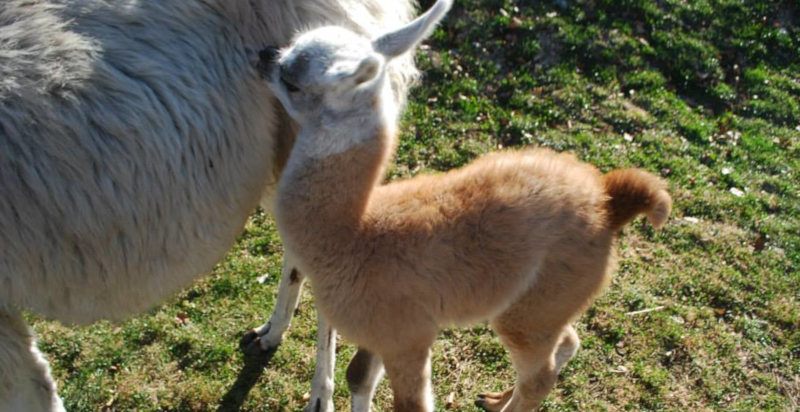 week end animali